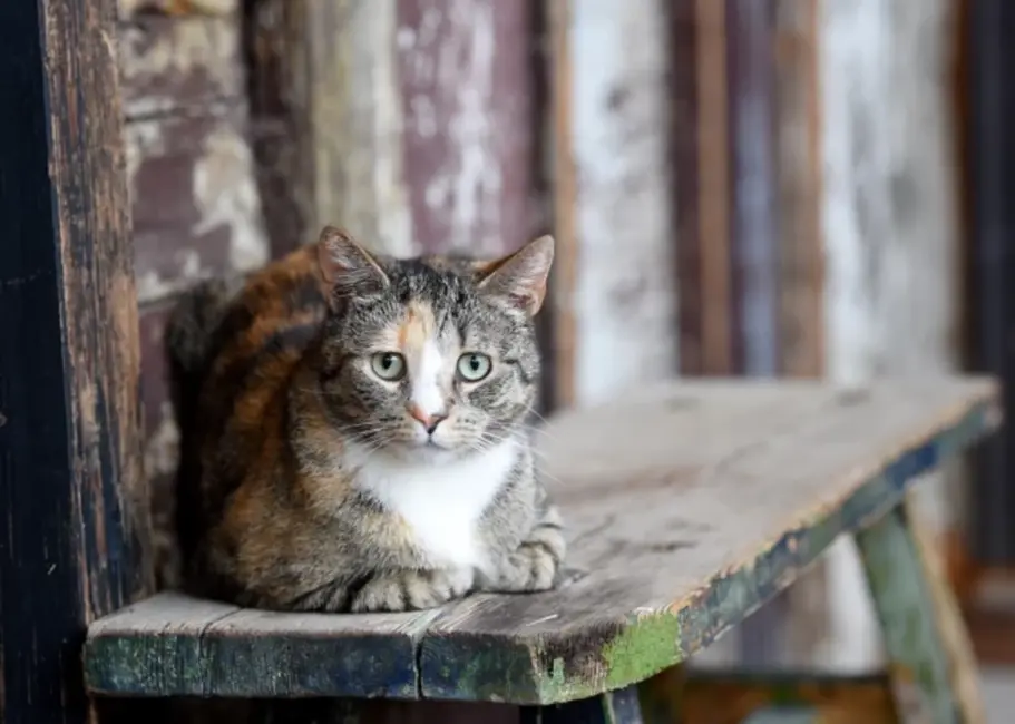 Jūrmalā turpinās klaiņojošu dzīvnieku izķeršana un aprūpe 2026. gadā