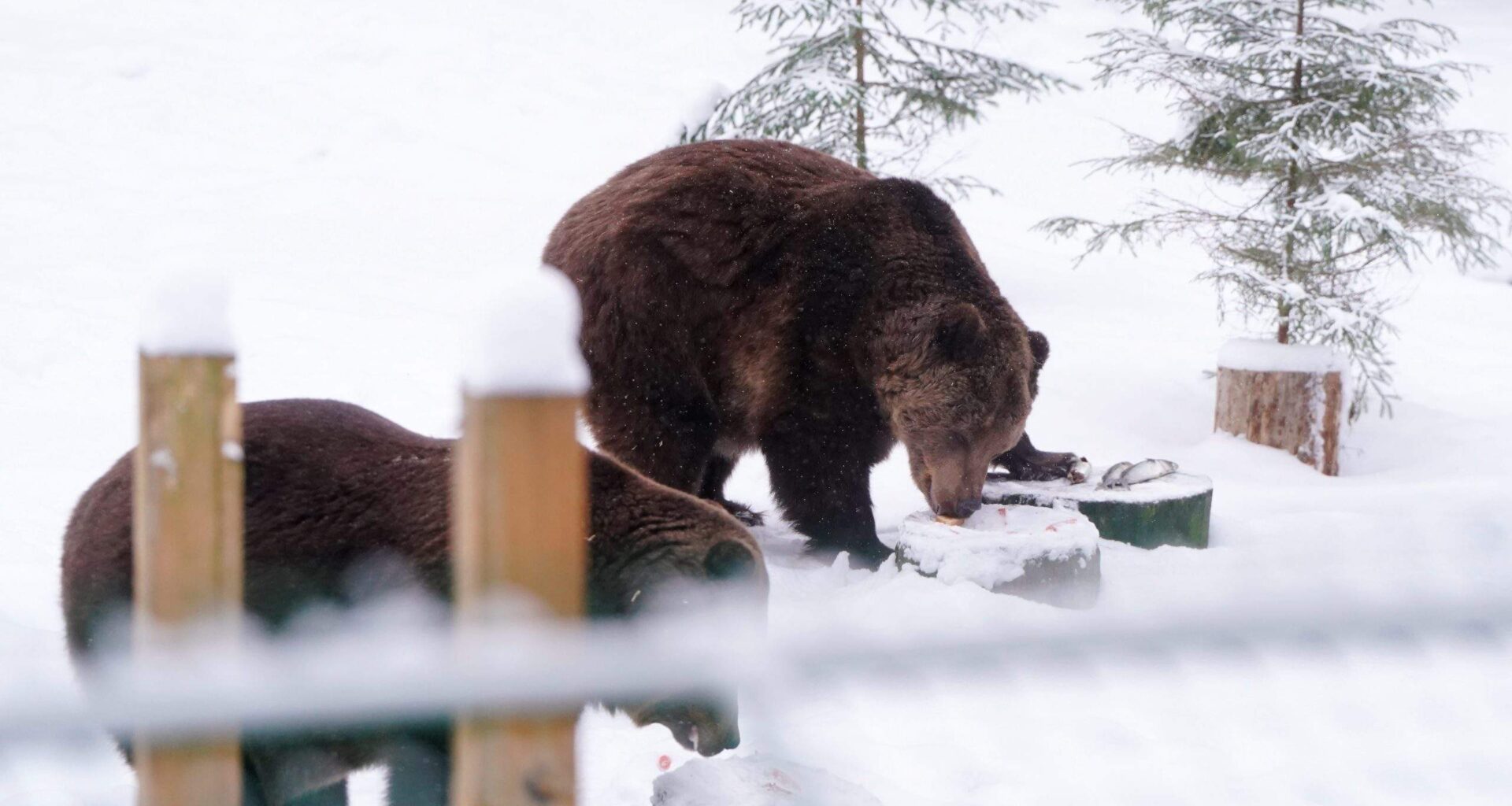 Vakarpusē vienā novadā gaidāms sniegputenis, bet nedēļas nogalē iespējams piedzīvot pat -20 grādus