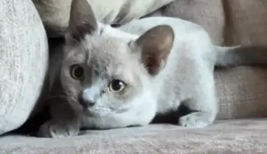 Latviešu animācijas "zelta zēns" Gints Zilbalodis iepazīstina ar jauno mīluli – kaķēnu "Kino"