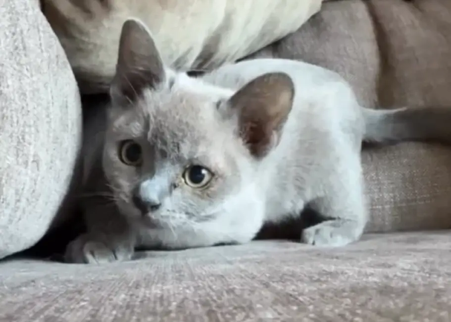 Latviešu animācijas "zelta zēns" Gints Zilbalodis iepazīstina ar jauno mīluli – kaķēnu "Kino"