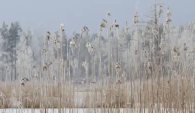Latvijā vērojams ievērojams sals: diennakts vidējā temperatūra noslīdējusi 11 grādus zem normas