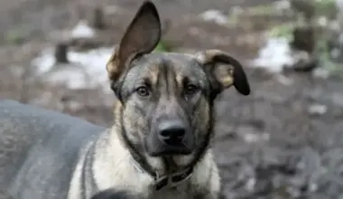 No 2026. gada stingrāka atbildība suņu īpašniekiem; paredzēta arī eitanāzija