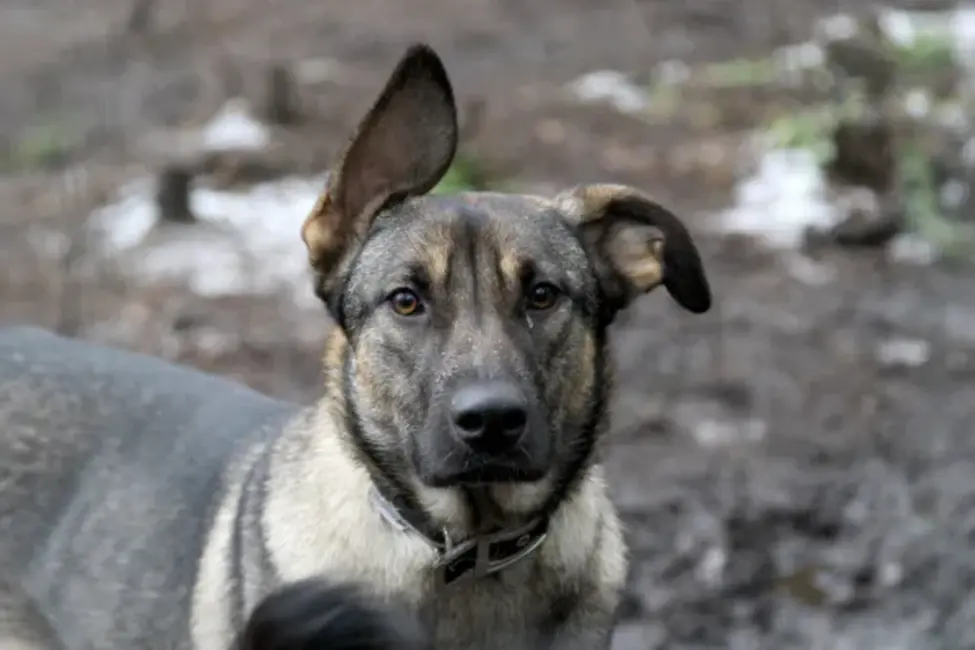 No 2026. gada stingrāka atbildība suņu īpašniekiem; paredzēta arī eitanāzija