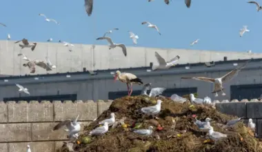 No šodienas pieaug tarifi par nešķirotu sadzīves atkritumu nodošanu poligonos
