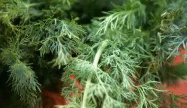 PVD iznīcina septiņas tonnas Uzbekistānas dilles, atklājot neatļautu pesticīdu