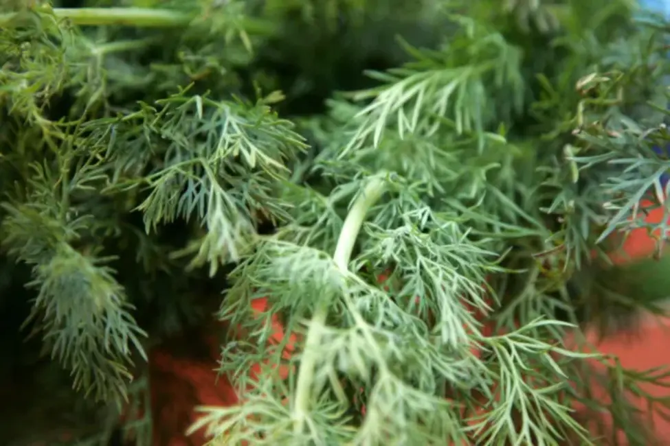 PVD iznīcina septiņas tonnas Uzbekistānas dilles, atklājot neatļautu pesticīdu