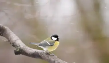 Piektdien Latvijā gaidāms saulains laiks ar salu; janvāra izskaņā prognozēts straujš aukstuma vilnis