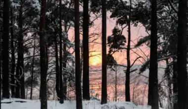 Piektdien Latvijā spīdēs saule un saglabāsies sals, janvāra beigās gaidāms straujš aukstuma vilnis