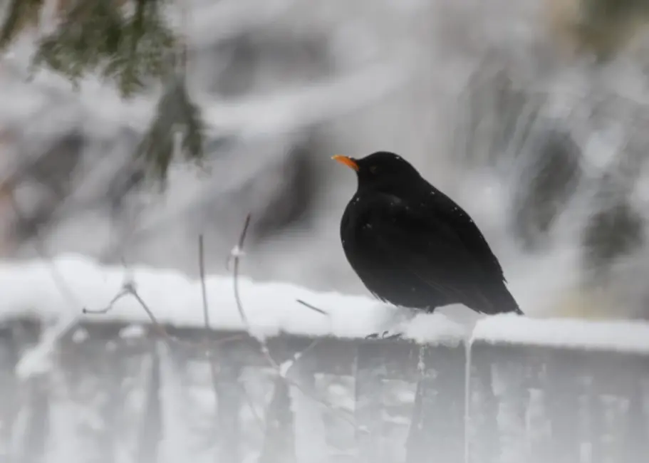 Pirmdien Latvijā gaidāms sniegputenis un bieza mākoņu sega; ceļi var būt slideni