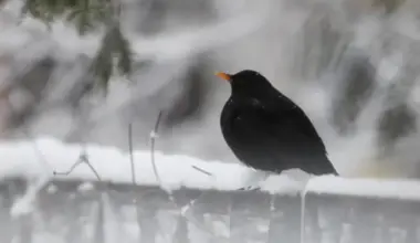 Svētdien Latvijā gaidāms sniegs, prognozē meteorologi