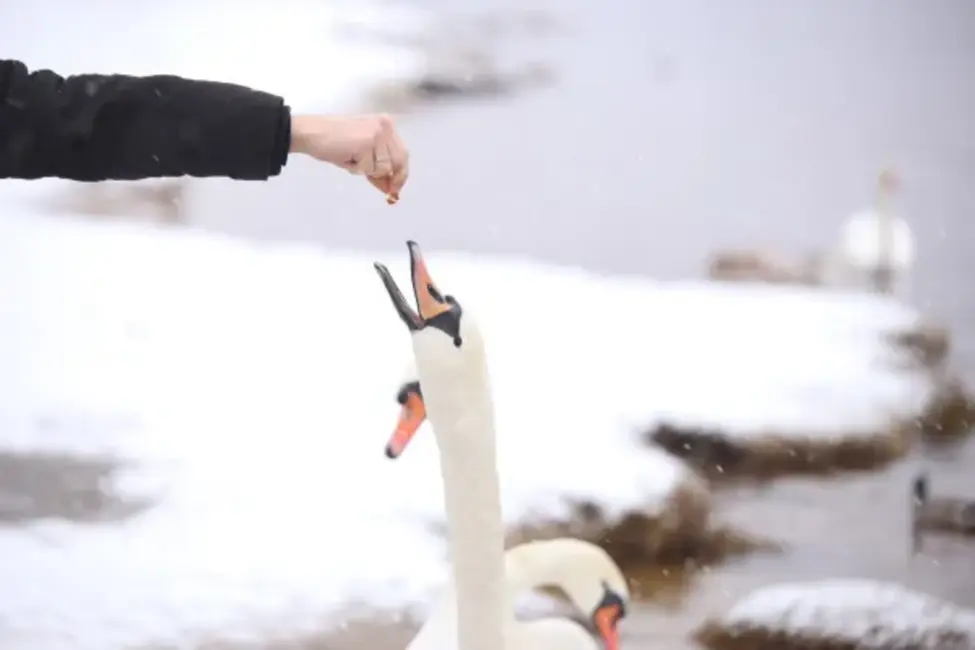 VIDEO: Rīgā, Bolderājā, glābēji veiksmīgi izglābuši pie ledus piesalušu gulbi