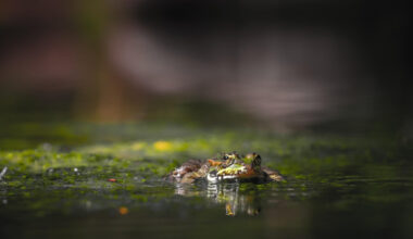 Notiks dabas lieguma „Daugava pie Kaibalas” dabas aizsardzības plāna izstrādes uzsākšanas sanāksme