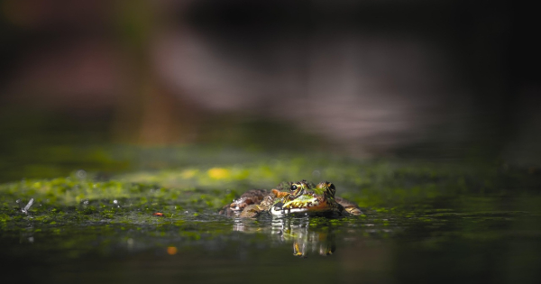 Notiks dabas lieguma „Daugava pie Kaibalas” dabas aizsardzības plāna izstrādes uzsākšanas sanāksme