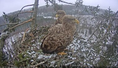 Durbē jūras ērgļi gatavojas jaunajai ligzdošanas sezonai / Raksts