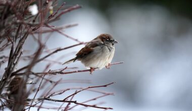 Sestdien Latvijā būs mākoņains; daudzviet gaidāms sniegs