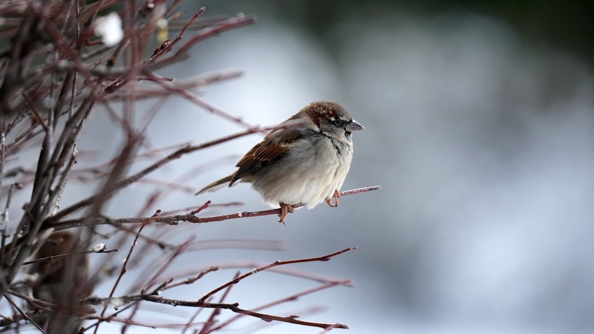 Sestdien Latvijā būs mākoņains; daudzviet gaidāms sniegs