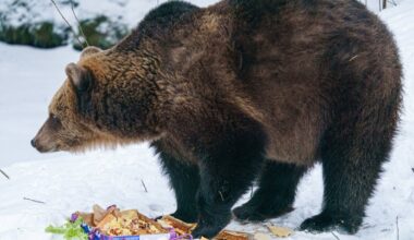 lācenei Ilzītei 11. janvārī apritēs 25 gadi, Velga Vītola jubileju ieskandina jau šodien