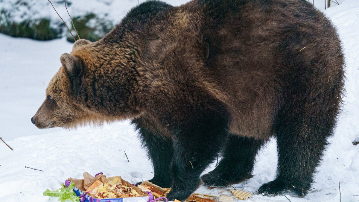 lācenei Ilzītei 11. janvārī apritēs 25 gadi, Velga Vītola jubileju ieskandina jau šodien