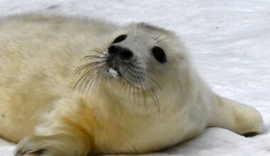 Sniegs un mīnusi. Kādu laiku šonedēļ prognozē sinoptiķi - Delfi