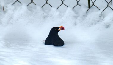 Vietām spēcīgs sniegputenis, stiprs sals. Kādu laiku tuvākajās dienās prognozē sinoptiķi