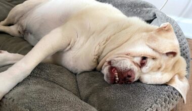 Tas baisais trakā suņa gads