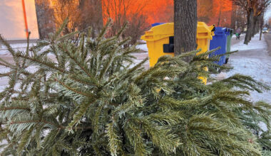 Pēc svētkiem eglītes varēs nodot bez maksas