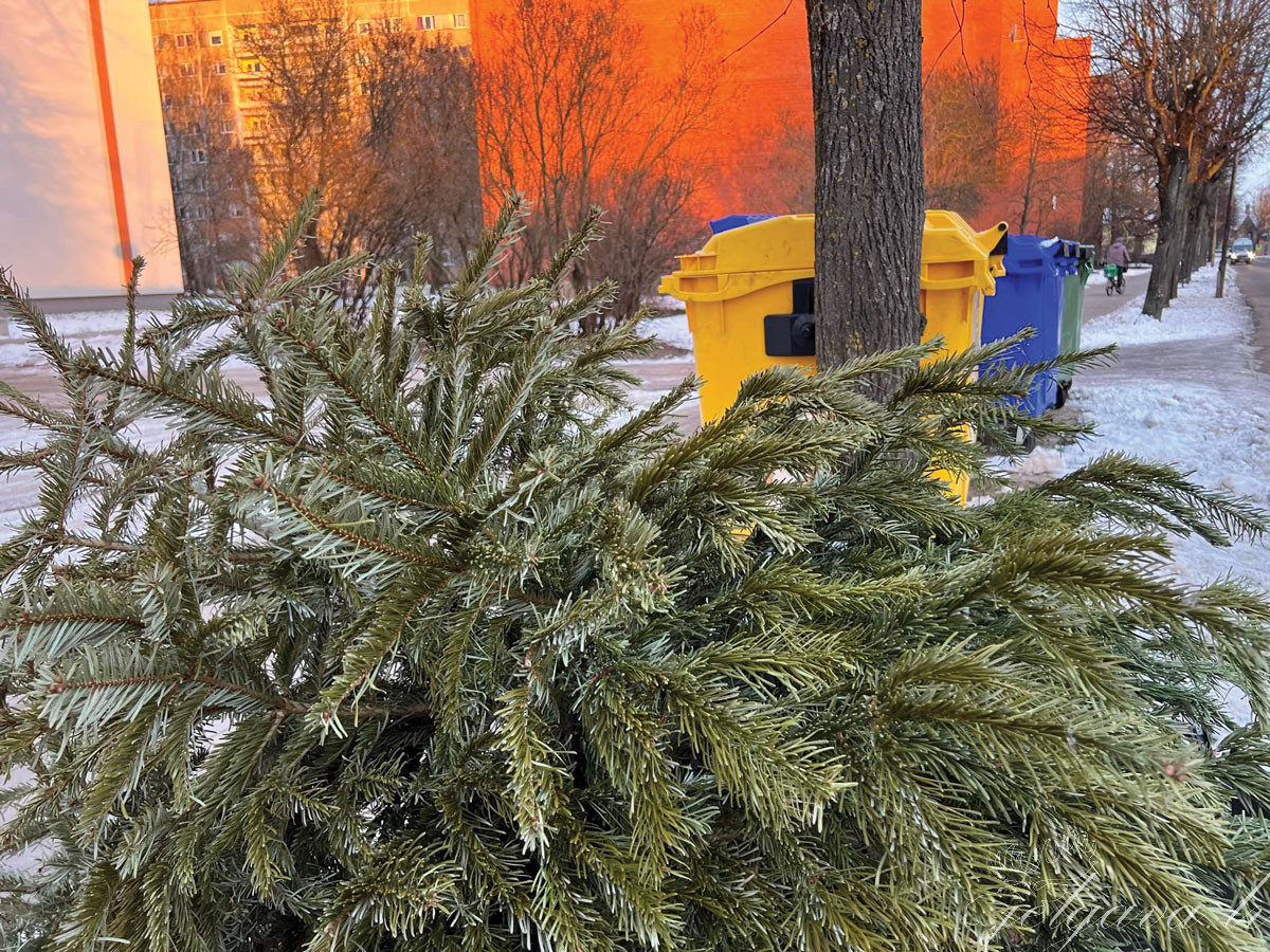 Pēc svētkiem eglītes varēs nodot bez maksas