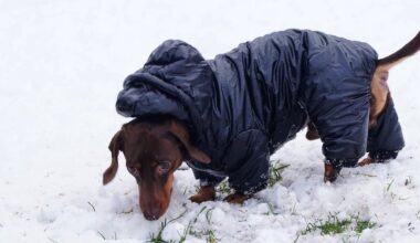 Gaisa temperatūra Latgalē noslīdējusi līdz -21 grādam