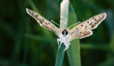 Jaunbūves bibliotēkā būs skatāma Riharda Misāna makrofotogrāfiju izstāde