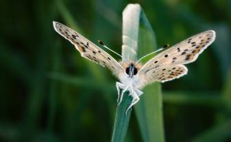 Jaunbūves bibliotēkā būs skatāma Riharda Misāna makrofotogrāfiju izstāde