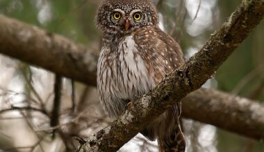 Apodziņš - mazākā Eiropas pūcīte