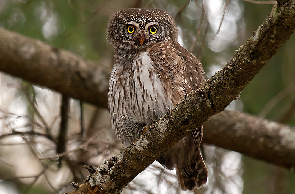 Apodziņš - mazākā Eiropas pūcīte