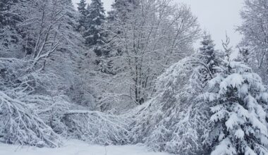 Precizē biomasas ilgtspējas kritēriju noteikumus