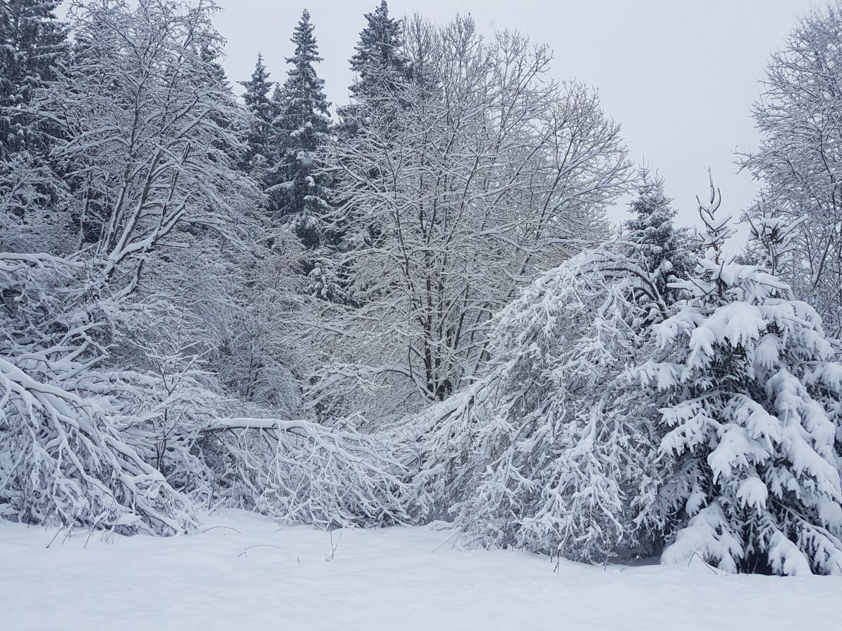 Precizē biomasas ilgtspējas kritēriju noteikumus