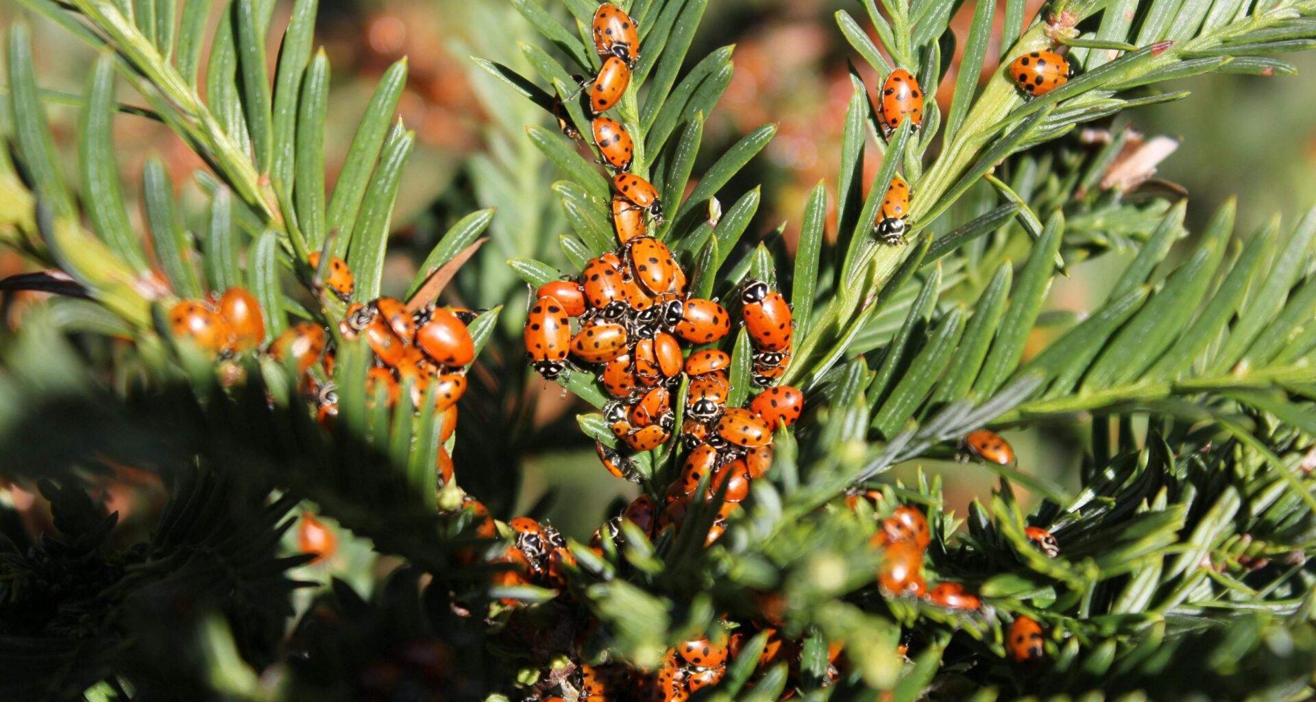 Apdraudēti pasaules pārtikas krājumi – pie durvīm jau klauvē pamatīga “kukaiņu apokalipse”
