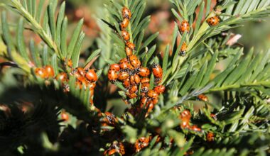 Apdraudēti pasaules pārtikas krājumi – pie durvīm jau klauvē pamatīga “kukaiņu apokalipse”