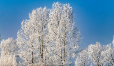 Sagatavojaties laikus! Latvijai tuvojas bargs sals no Sibīrijas - LA.LV