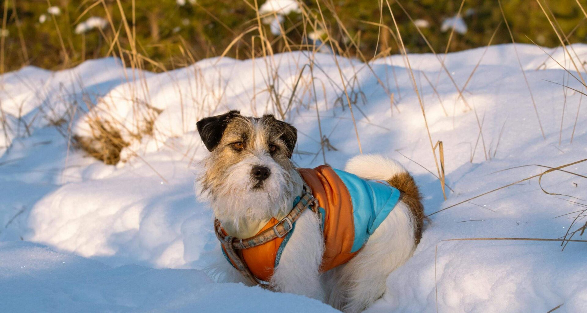 “Par kakas atstāšanu bezpalīdzīgā stāvoklī (nesavākšanu) būs sodiņš!” Pilsētās sācies suņu kaku laiks