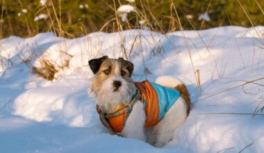 “Par kakas atstāšanu bezpalīdzīgā stāvoklī (nesavākšanu) būs sodiņš!” Pilsētās sācies suņu kaku laiks