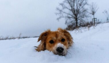 Gaidāma stipra snigšana. Laika prognoze trešdienai