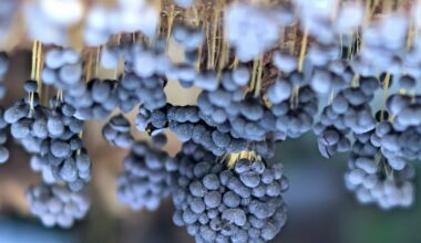 Vīnogķekaru dzelksnīte