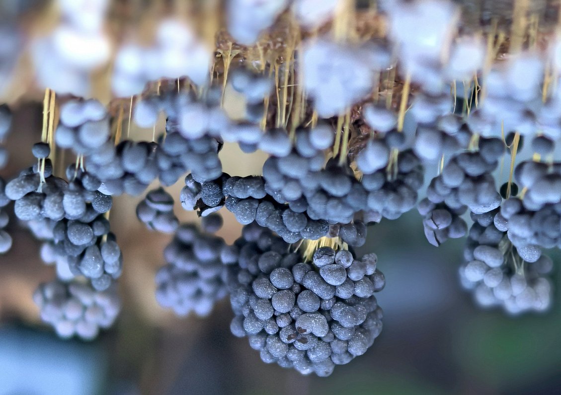 Vīnogķekaru dzelksnīte