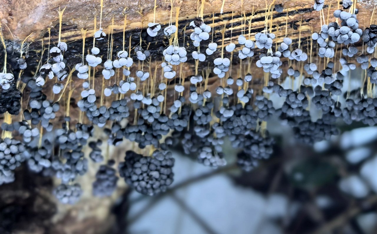 Vīnogķekaru dzelksnīte