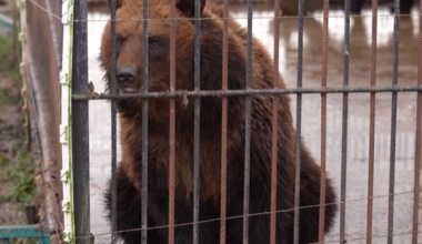 Izsolē pārdotais lācis