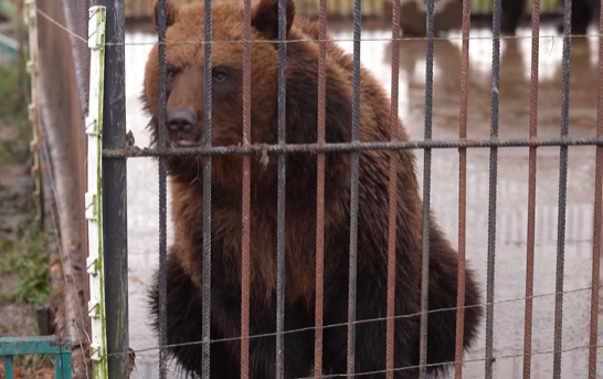 Izsolē pārdotais lācis