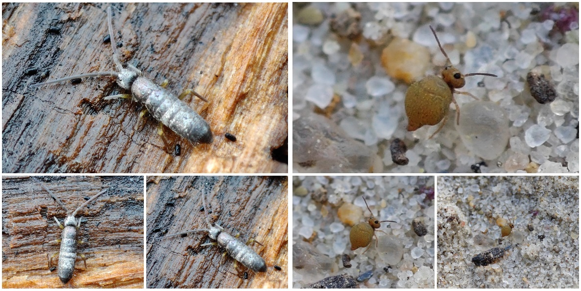 Kolembola (Collembola sp.)