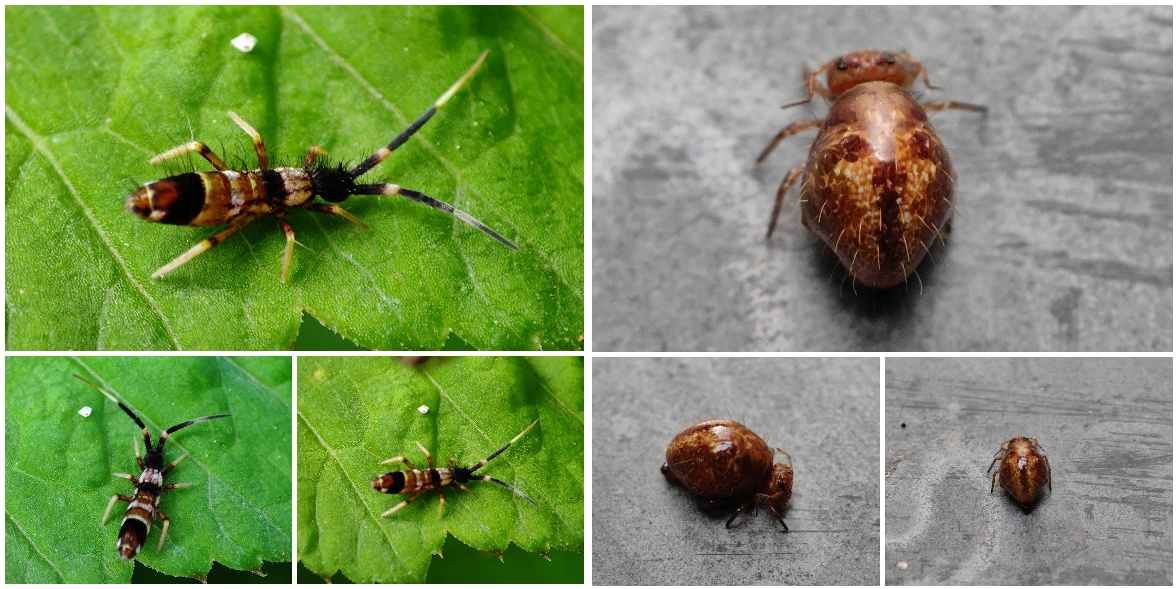 Kolembola (Collembola sp.)