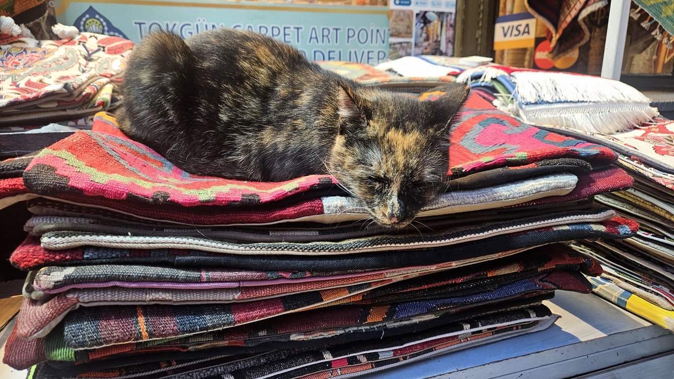 Stambulas kaķi, to ir milzīgs daudzums visās malās un vairums draudzīgi.