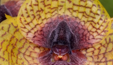 Sēne zombijs, asiņainā orhideja – zinātnieki turpina atklāt jaunas augu un sēņu sugas / Raksts