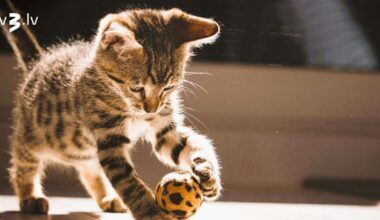 Vēžiem labs laiks uzsākt ko jaunu, Strēlniekus pārņems aizrautība – 31. janvāra horoskops